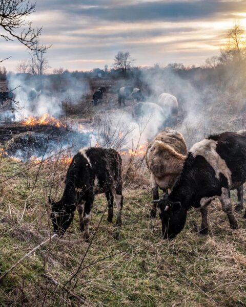 Nederlandse dierenredders naar Spaanse Ávila om dieren na bosbranden te voeden
