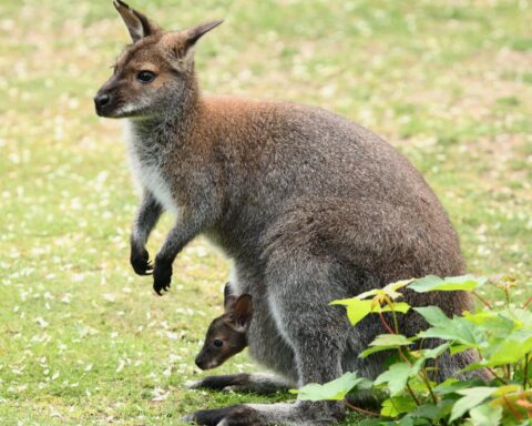 Ontsnapte wallaby nog steeds op vrije voeten nabij Veldhoven na 6 maanden