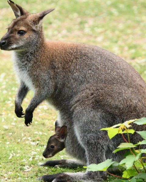 Ontsnapte wallaby nog steeds op vrije voeten nabij Veldhoven na 6 maanden