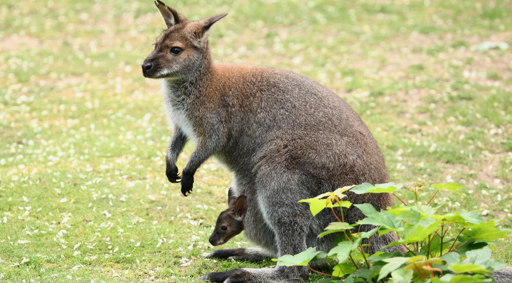 Ontsnapte wallaby nog steeds op vrije voeten nabij Veldhoven na 6 maanden