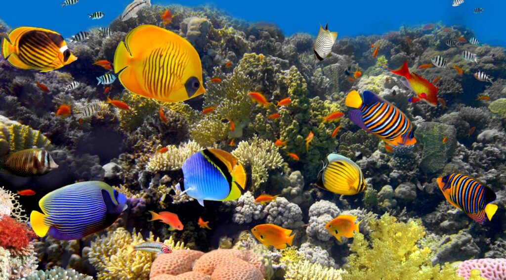Oplopende zeewatertemperaturen doden koraal rond Bonaire; minder dan 10 procent overgebleven