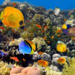 Oplopende zeewatertemperaturen doden koraal rond Bonaire; minder dan 10 procent overgebleven