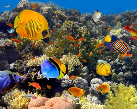 Oplopende zeewatertemperaturen doden koraal rond Bonaire; minder dan 10 procent overgebleven