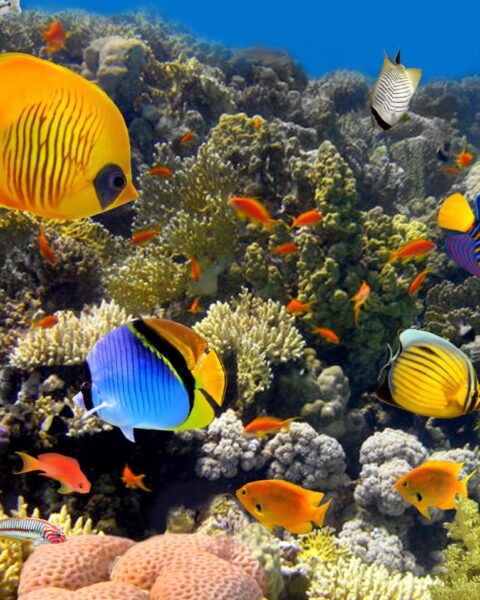 Oplopende zeewatertemperaturen doden koraal rond Bonaire; minder dan 10 procent overgebleven