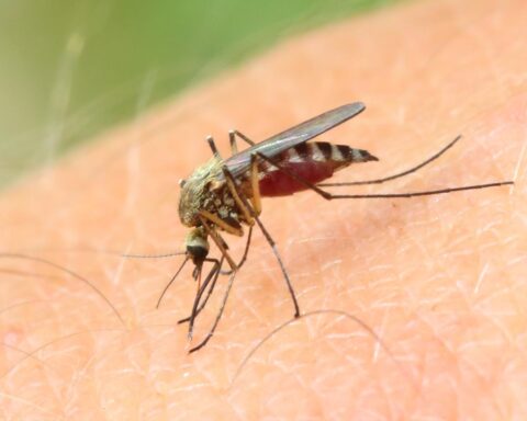 Persoon overleden na besmetting met West-Nijlvirus in Nederland