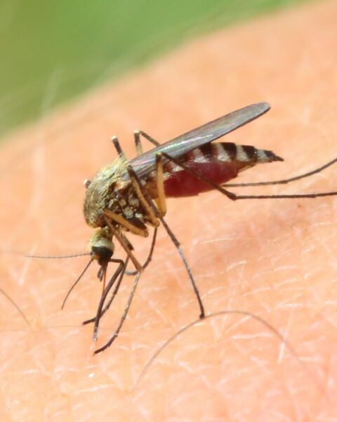 Persoon overleden na besmetting met West-Nijlvirus in Nederland