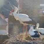 Storks herstellen zich sterk in Nederland met 2.000 broedparen