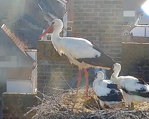 Storks herstellen zich sterk in Nederland met 2.000 broedparen