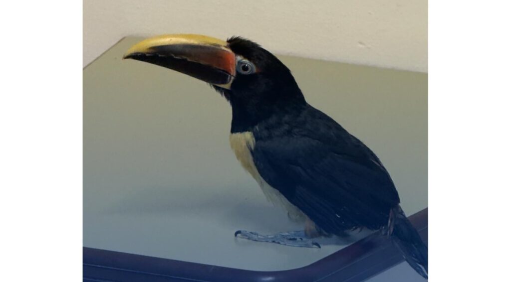 Toucan vliegt rond in Rotterdamse politiepost na aanhouding verdachte