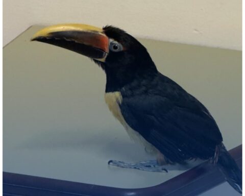 Toucan vliegt rond in Rotterdamse politiepost na aanhouding verdachte