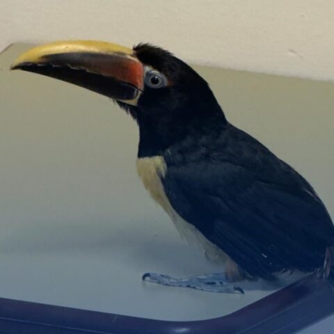 Toucan vliegt rond in Rotterdamse politiepost na aanhouding verdachte