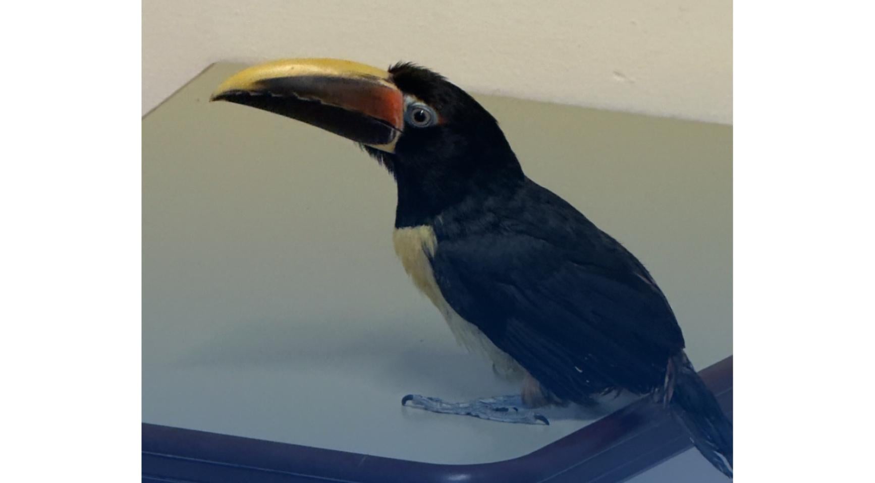 Toucan vliegt rond in Rotterdamse politiepost na aanhouding verdachte