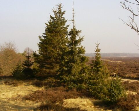 Verdwenen man uit Gelderland veilig teruggevonden, zes maanden na zijn verdwijning