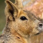 Video: drie Patagonische mara's terug in Avifauna vogelpark na ontsnapping zondag