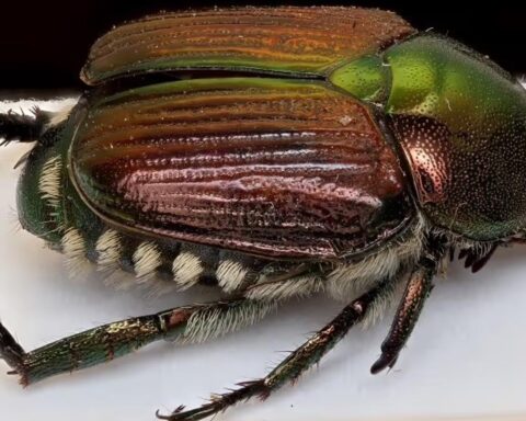 Waarschuwing voor Japanse kever na ontdekking van dode insect in Italiaanse zending