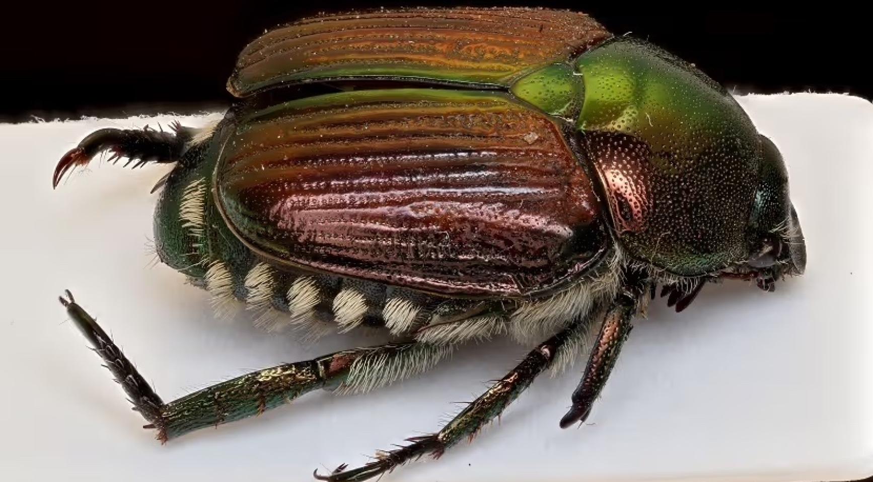 Waarschuwing voor Japanse kever na ontdekking van dode insect in Italiaanse zending
