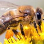 Zomer van uitzonderlijke droogte leidt tot kleinere, duurdere producten en minder honing