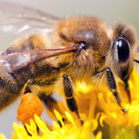 Zomer van uitzonderlijke droogte leidt tot kleinere, duurdere producten en minder honing