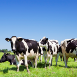 ASR introduceert pachtkorting voor boeren ter ondersteuning van duurzame landbouwtransitie