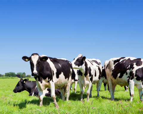 ASR introduceert pachtkorting voor boeren ter ondersteuning van duurzame landbouwtransitie
