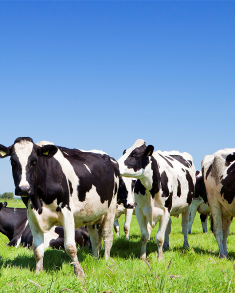 ASR introduceert pachtkorting voor boeren ter ondersteuning van duurzame landbouwtransitie