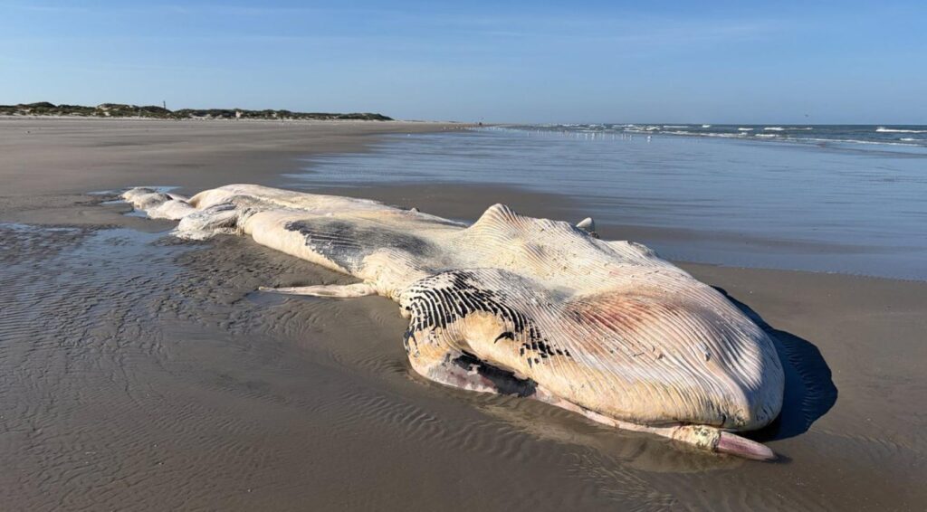 Dode 11-meter lange vinvis blijft op het strand van Ameland liggen