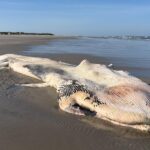 Dode 11-meter lange vinvis blijft op het strand van Ameland liggen