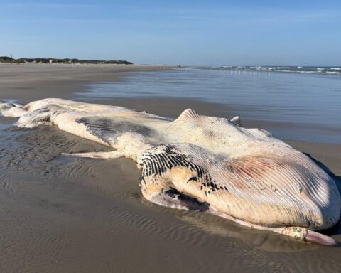 Dode 11-meter lange vinvis blijft op het strand van Ameland liggen