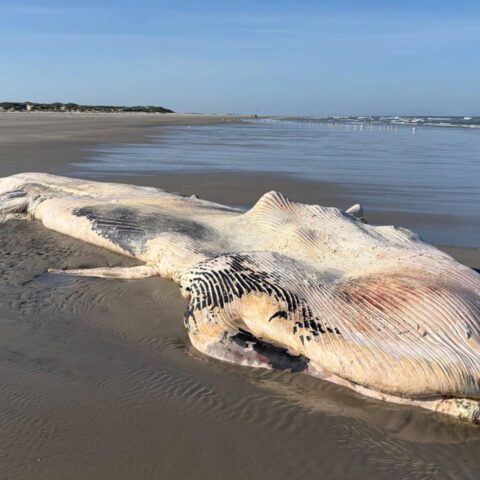 Dode 11-meter lange vinvis blijft op het strand van Ameland liggen