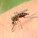 Droogte en hitte deze zomer leiden tot minder hinder van muggen in Nederland