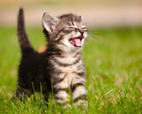 Eigenaren in Nederland moeten katten vanaf 2028 chippen om aantal zwerfdieren te verminderen