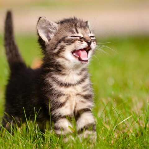 Eigenaren in Nederland moeten katten vanaf 2028 chippen om aantal zwerfdieren te verminderen