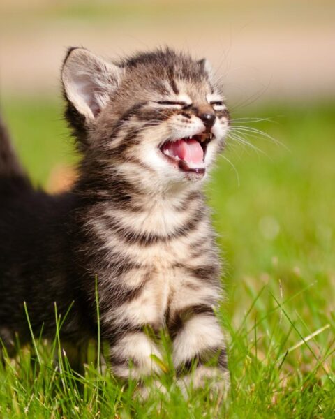 Eigenaren in Nederland moeten katten vanaf 2028 chippen om aantal zwerfdieren te verminderen
