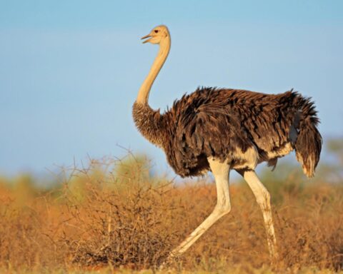 Gebruik van struisvogelveren in de mode leidt tot dierenleed, onderzoek toont aan