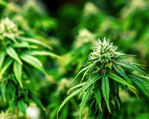 Illegale cannabismarkt blijft populair tijdens proef met legale teelt, zeggen ministers