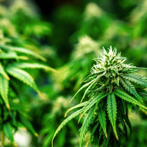Illegale cannabismarkt blijft populair tijdens proef met legale teelt, zeggen ministers