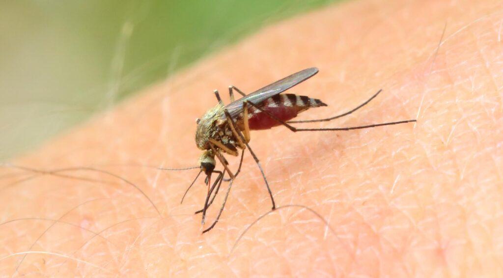 Nieuw geval van West-Nijlvirus vastgesteld in regio Amsterdam