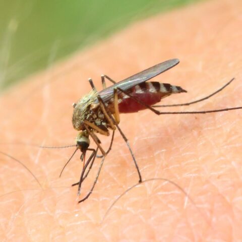 Nieuwe besmetting met West-Nijlvirus vastgesteld in Amsterdamse regio