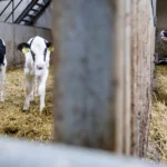 NVWA beëindigt kalvertransport uit Ierland wegens onvoldoende voeding onderweg