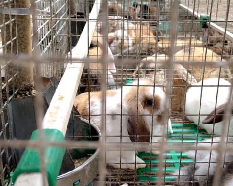 Staatssecretaris bespreekt "schokkende" beelden van dierenleed bij konijnen; vervolging waarschijnlijk