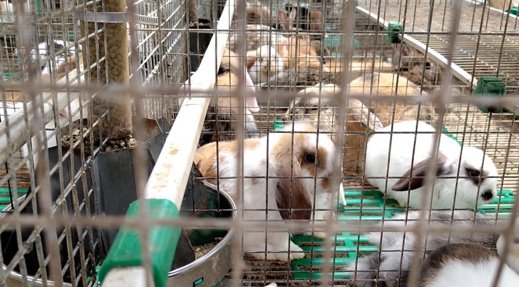 Staatssecretaris bespreekt "schokkende" beelden van dierenleed bij konijnen; vervolging waarschijnlijk