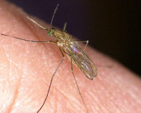 Twee extra sterfgevallen door West-Nijlvirus in Nederland; aantal infecties verdubbeld naar 18