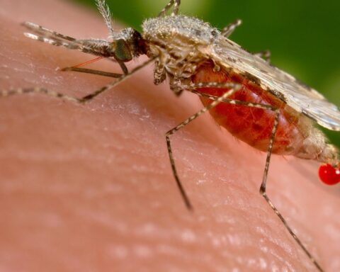 Vierde dodelijke afloop door West-Nilevirus gemeld terwijl aantal besmettingen stijgt naar 28