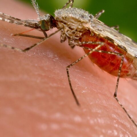 Vierde dodelijke afloop door West-Nilevirus gemeld terwijl aantal besmettingen stijgt naar 28