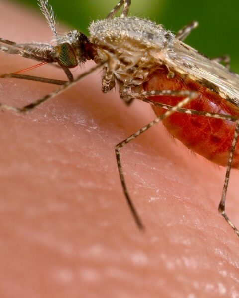 West-Nijlvirus bevestigd bij 9 mensen in Nederland