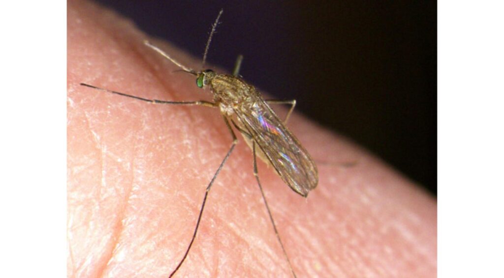 West-Nijlvirus vastgesteld bij negen mensen in Nederland