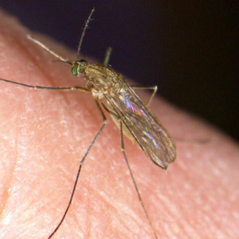 West-Nijlvirus vastgesteld bij negen mensen in Nederland