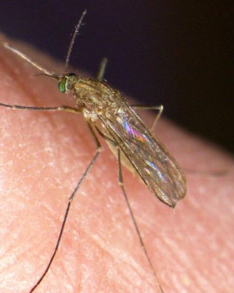 West-Nijlvirus vastgesteld bij negen mensen in Nederland