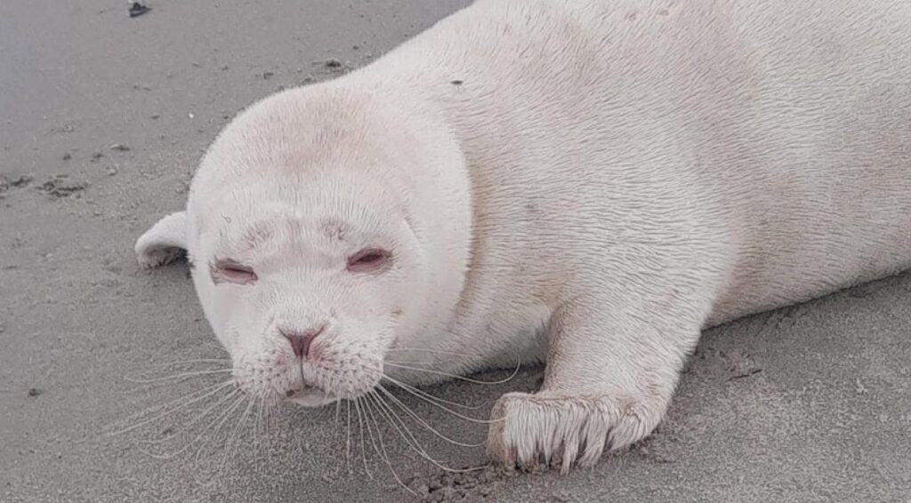 Zeldzame albinozeehond waargenomen op strand bij Neeltje Jans in Zeeland