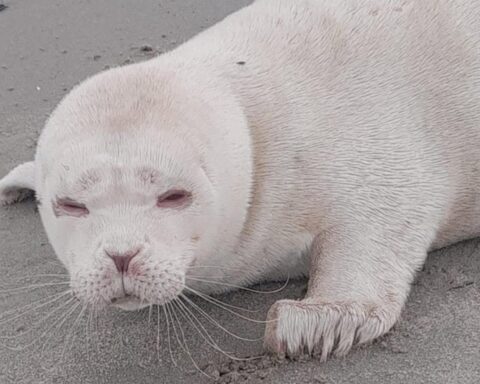Zeldzame albinozeehond waargenomen op strand bij Neeltje Jans in Zeeland